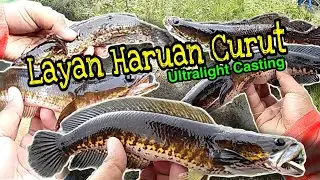 Layan Haruan Curut Tanah Gambut | Ultralight Casting WAK#051