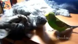 Слушай, попугай   дай поспать!!!