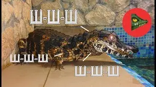Шипящий мини крокодил! Гладколобый кайман Шнайдера шипит и ругается!