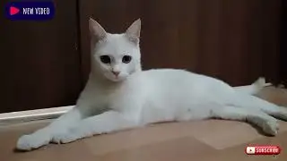 The rescued mother cat wandered through the rooms, lay down in front of the door and meowed.  #cat