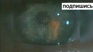 ЦВЕТОЧНЫЙ ТОЛСТЫЙ СИСЬКАСТЫЙ Х*Й