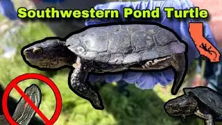 Rarest Pond Turtle in California! | Actinemys pallida