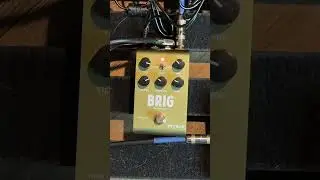 Strymon Brig Delay - Yes Please#guitar #guitareffects #strymon #delaypedal #guitarist #bucketbrigade