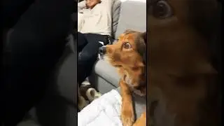 Funny dogs 😂 episode 16 #shorts