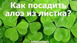 Как посадить алоэ из листка?
