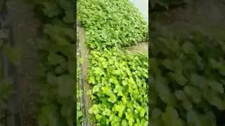 рассада клубники Мурано и Клери. Клубника в краснодарском крае