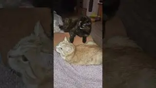 Коша докопалась до кота😁
