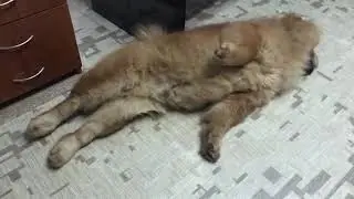 Трудовые будни чау-чау Персея