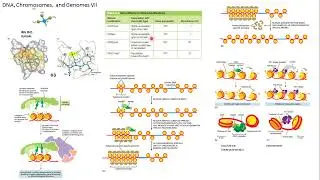 DNA cromosomas genomas Alberts 7