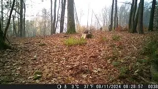 Zraněný vlk na Šluknovském výběžku ( Wounded wolf on Šluknovské ridge )