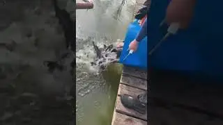 привоз первой партии форели 24г на Арену