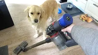 Dyson v8 Animal | Cordless Vacuum | Real World Doggie Test