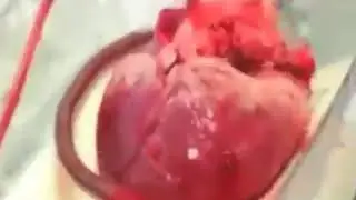 vipin kumar