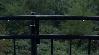 Relaxing Rain for Sleep & Stress Relief | Thunderstorm | 20-Minute Soundscape 