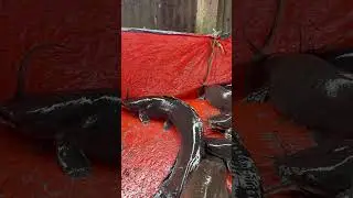 ময়মনসিংহ হ্যাচারীর মাগুর এখন তেবাড়িয়া হাটে #মাগুরমাছ #বাজার #হাট #ভোরবাজার #vlogs #village