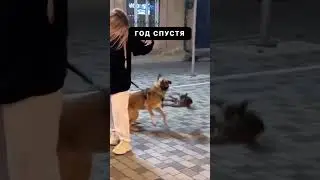 В Дагестане даже коты тренинуются