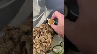 How To Feed Your Crested Geckos! *EASY* #shorts #animals #reptiles #lizard #food #howto #gecko #zoo