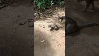 Cat vs Snake Animal Fights