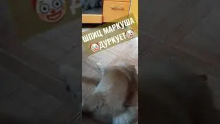 Московский Шпиц 