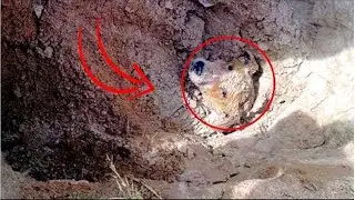 Puppy Had No Chance to Survive under the Rubble, but a Miracle Happened