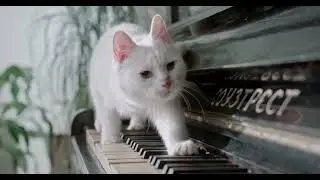 A Cat Walking Over The Piano Keys | Creative Commons Video