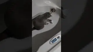 Mojo Bathtub Kitty