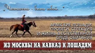 Из Москвы на Кавказ к лошадям…