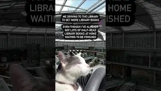 Cat Driving Meme