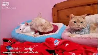 *~龍媽六寶~* 曬恩愛篇