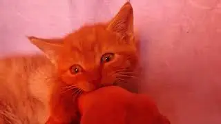 первый урок скульптура кота
