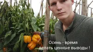 Оригинал или самосбор ? Как обогреть осенью перец ? Чем обработать для набора цвета ?