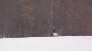 Антилопа с белой опой ))))