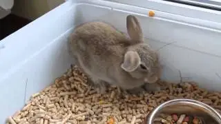 Реакция кролика на выключение компьютера)))ржу!)))