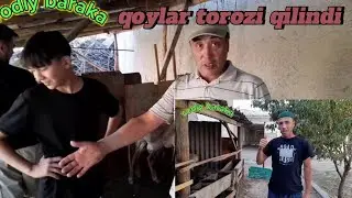 IDEAL KORIM BILAN QOCHQORLAR NECH KILO QOSHDI#idealagrar#chorva#uysharoyitidabuqaboqish
