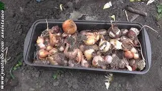 How to Plant Onions: DIY Home Garden Guide
