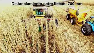 Безрядковая жатка для уборки кукурузы MAINERO MDD200