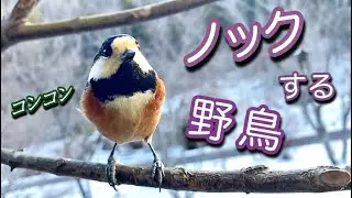 ノックする野鳥〜ヤマガラが窓をコンコン叩くのはなぜ？とりのる