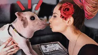 Я ВЛЮБИЛАСЬ В СВИНЬЮ | Agama Mama о содержании и своей любви к микропигам