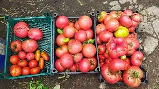 Власть фитофторы.