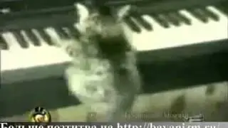 Funny cats (Прикольные коты)