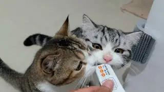 Cute kittens love some treats #cat #kitten #cute #catlover