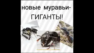 Camponotus vagus- муравьи гиганты. Обзор и содержание.