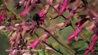 SLOW MOTION 270 FPS LUMIX G9 -  Abeilles + Abeille Charpentière