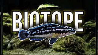 Lake Tanganyika Biotope Aquarium for Julidochromis transcriptus Kissi