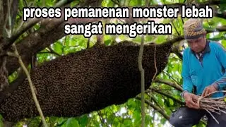 Cara panen madu monster lebah sangat mengerikan
