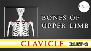 CLAVICLE  BONE ANATOMY (part-2)