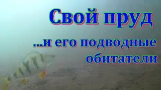 Свой пруд и его подводные обитатели. Строим пруд в деревне часть 27.
