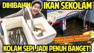 KURAS KOLAM SULTAN BAWA SEMUA IKAN PREDATORNYA! DIHIBAHIN IKAN SEKOLAM! KOLAM AKU JADI RAME BANGET!