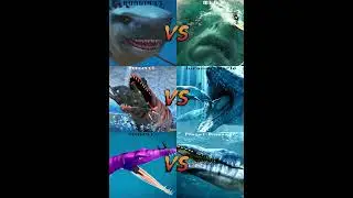 Which team is the winner #2 # 