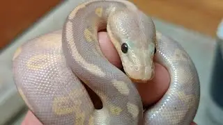 Banana Ball Python Triple Genes and Quad